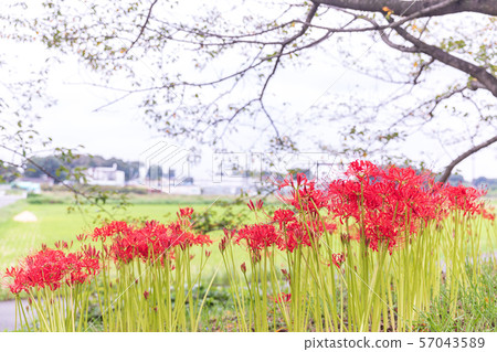 Minuma rice field, cluster amaryllis blooming along Minuma substitute water, autumn Minuma rice field, cluster amaryllis blooming along Minuma substitute water, autumn 57043589
