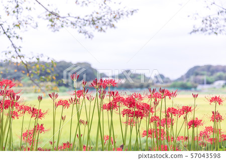 Minuma rice field, cluster amaryllis blooming along Minuma substitute water, autumn Minuma rice field, cluster amaryllis blooming along Minuma substitute water, autumn 57043598