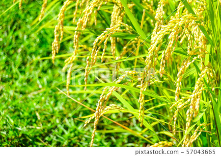 Summer rice (end of August) 57043665