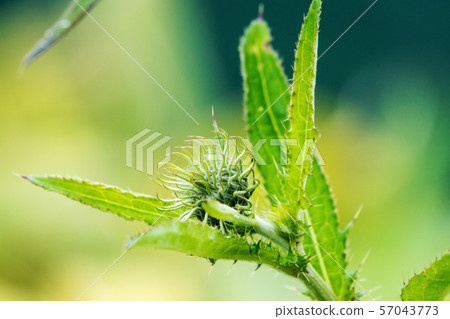 Chishima Thistle. 57043773