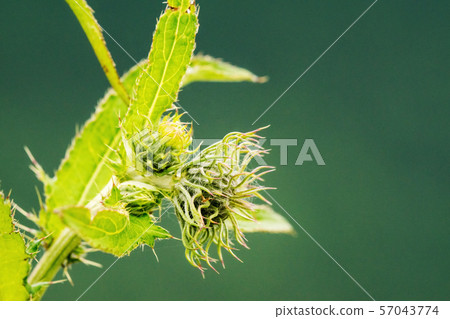 Chishima Thistle. 57043774