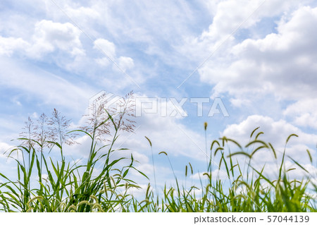 Autumn sky and weed Autumn sky and weed 57044139