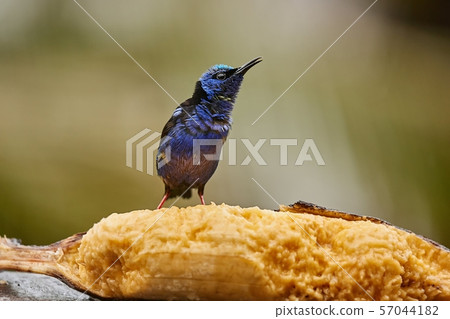 Small tropical bird in a rainforest, red-legged honeycreeper Small tropical bird in a rainforest, red-legged honeycreeper 57044182