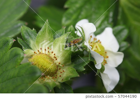Strawberry flowers and bees 57044190