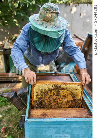 Process of harvesting honey from wooden beehive outdoors 57044293