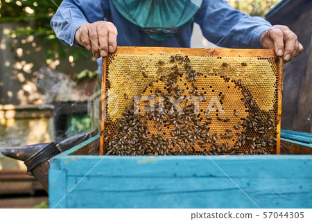 Process of harvesting honey from wooden beehive outdoors Process of harvesting honey from wooden beehive outdoors 57044305