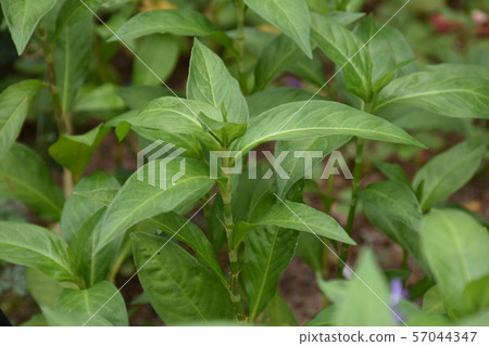 靛藍植物 57044347