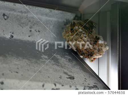 小屋後面的蜂箱 57044638