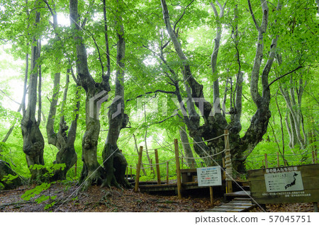 Agariko Daio和他的朋友秋田 Agariko Daio和他的朋友秋田 57045751