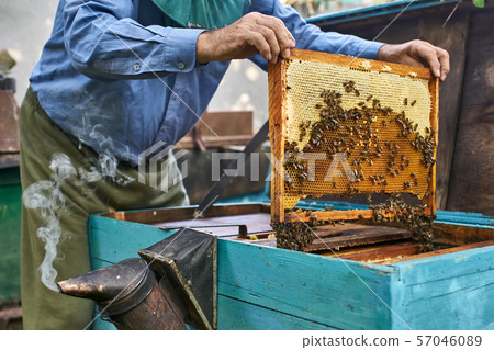 Process of harvesting honey from wooden beehive outdoors 57046089