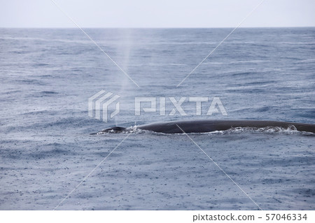 鯨魚 57046334