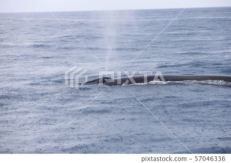 A whale A whale 57046336