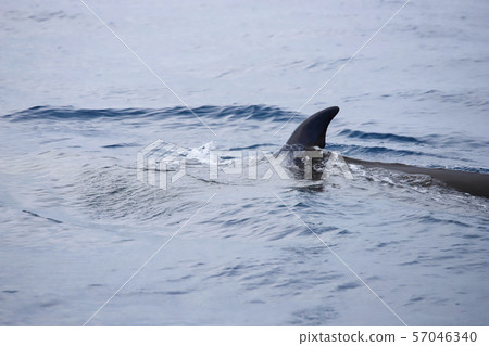 鯨魚 鯨魚 57046340