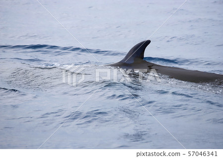 鯨魚 57046341