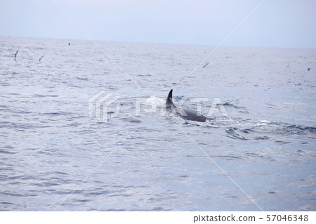 鯨魚 鯨魚 57046348