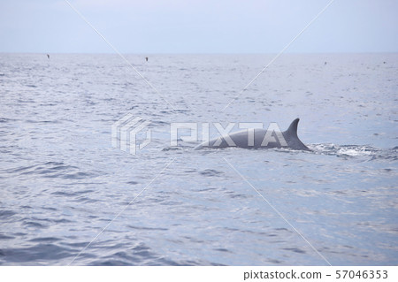 鯨魚 鯨魚 57046353
