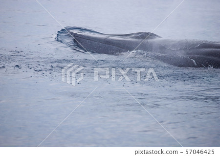 鯨魚 鯨魚 57046425
