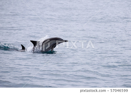 Dolphin hunting Dolphin hunting 57046599
