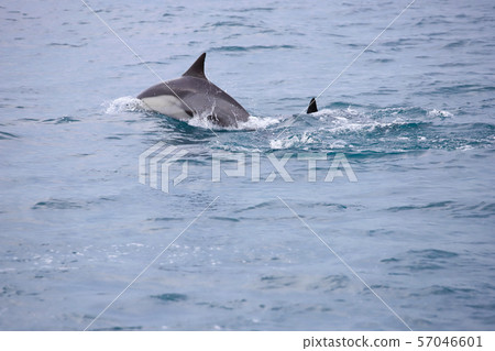 海豚狩獵 海豚狩獵 57046601