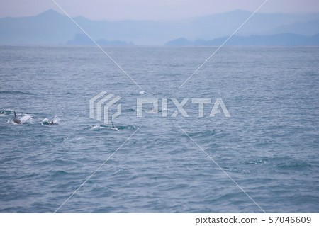 Dolphin hunting Dolphin hunting 57046609