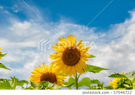 sunflower sunflower 57046722