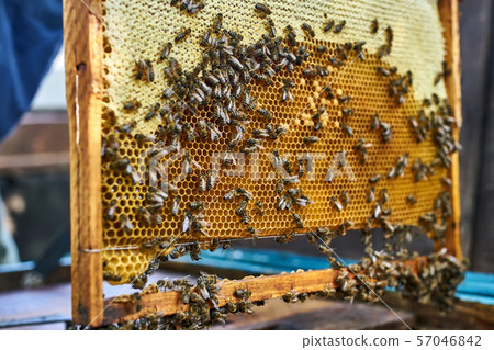 Closeup view at honeycomb with honey and many bees Closeup view at honeycomb with honey and many bees 57046842