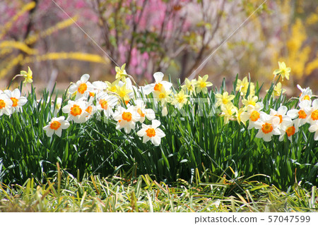 綠水的春天（福島縣郡山市） 57047599