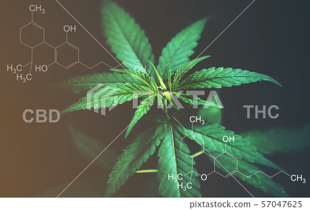 Marijuana leaves with cbd thc chemical structure 57047625