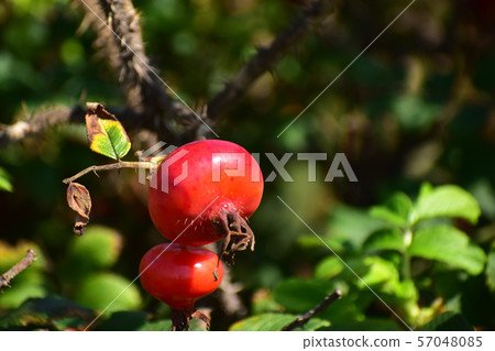 Red Hermanus Fruit 57048085