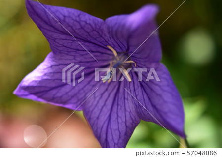 Purple kikyo up 57048086