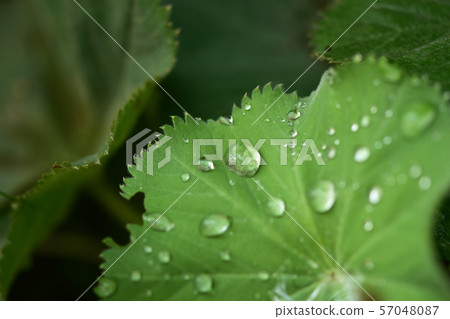 Raindrops on leaves of Alchemilla morris 57048087
