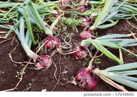 Red eye early (onion) 57048600