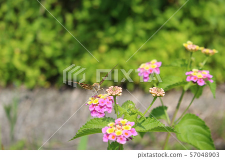 Painted lady sucking nectar on lantana flower 57048903