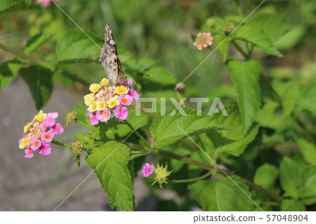 Painted lady sucking nectar on lantana flower 57048904
