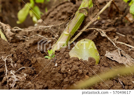 Green potatoes that may have toxins 57049617