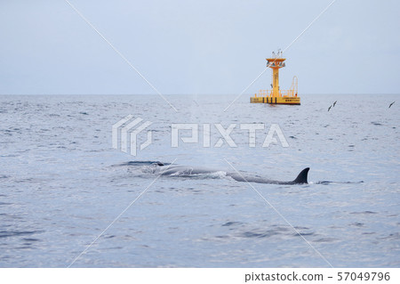鯨魚 太平洋觀鯨 雨天 鯨魚 太平洋觀鯨 雨天 57049796