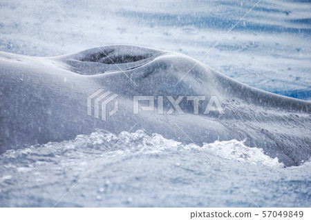 Whale watching in the Pacific Ocean Whale watching in the Pacific Ocean 57049849