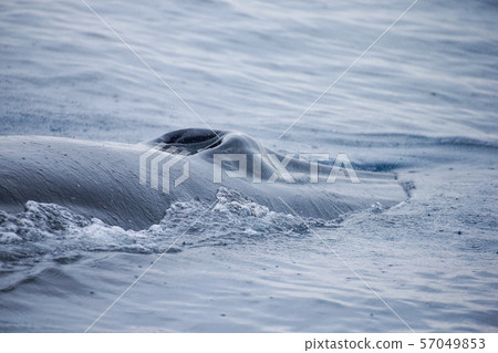 Whale watching in the Pacific Ocean Whale watching in the Pacific Ocean 57049853
