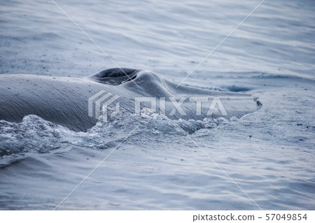 Whale watching in the Pacific Ocean 57049854