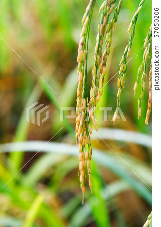 Green rice field 57050206