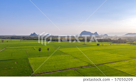rices paddy field 57050209