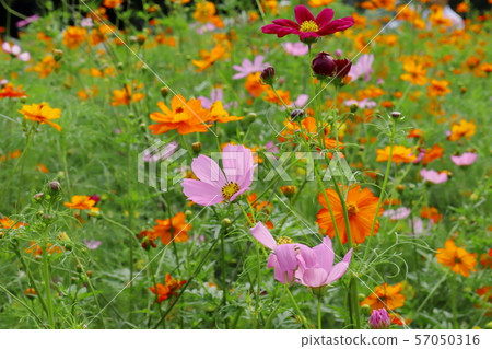 開花在庭院和桃紅色波斯菊中的Kibana波斯菊 57050316
