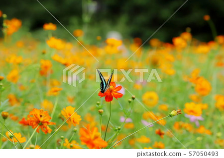 藍色swallowtail蝴蝶和黃色波斯菊 57050493