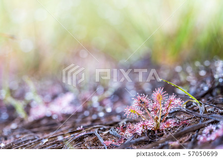An Drosera capensis 57050699