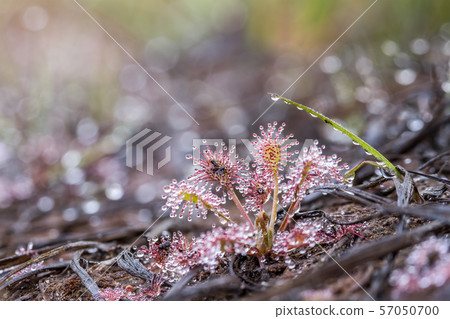 An Drosera capensis 57050700