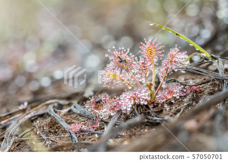 An Drosera capensis 57050701