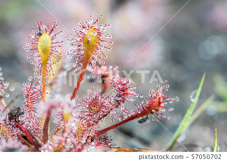 An Drosera capensis An Drosera capensis 57050702