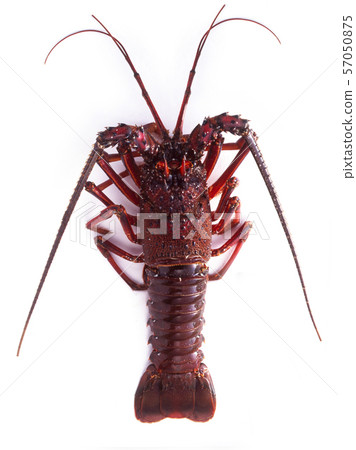 Raw lobster 57050875