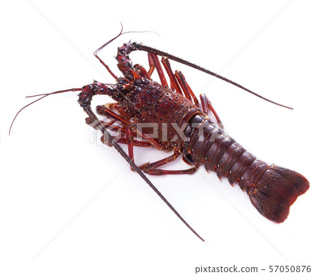Raw lobster 57050876