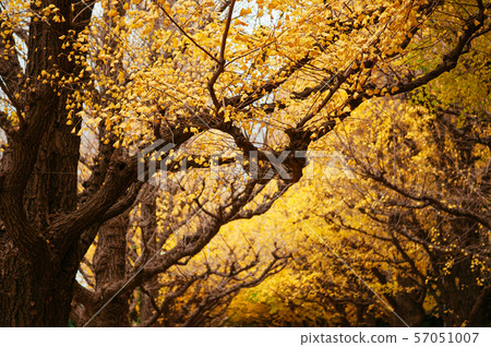 Tokyo yellow ginkgo tree street Jingu Gaien avanue 57051007